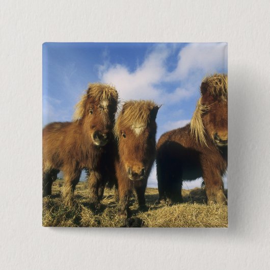Shetland Pony, het vasteland van de Shetlandeiland Vierkante Button 5,1 Cm (Voorkant)