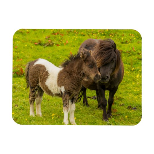 Shetland Pony moeder en nakomelingen Magneet (Horizontaal)