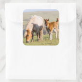 Shetland Pony On Pasture Near High Cliffs, Mare Vierkante Sticker (Tas)