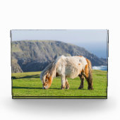 Shetland Pony op pasta nabij hoge cliënten Fotoblokken (Voorkant)