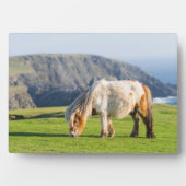 Shetland Pony op pasta nabij hoge cliënten Fotoplaat (voorkant)