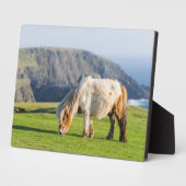 Shetland Pony op pasta nabij hoge cliënten Fotoplaat (Zijkant)