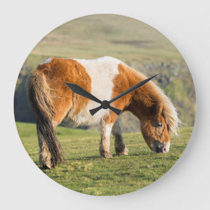 Shetland Pony op pasta nabij hoge cliënten Grote Klok