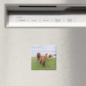 Shetland Pony op pasta nabij hoge cliënten Magneet (Insitu (Vaatwasser))