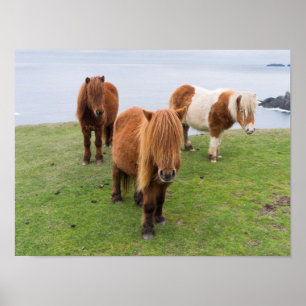 Shetland Pony op pasta nabij hoge cliënten Poster
