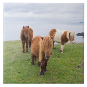 Shetland Pony op pasta nabij hoge cliënten Tegeltje