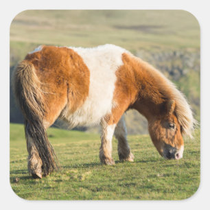 Shetland Pony op pasta nabij hoge cliënten Vierkante Sticker