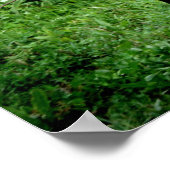 Shetland Pony Poster (Hoek)