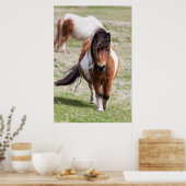 Shetland Pony, Shetland Islands, Schotland Poster (Keuken)