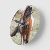 Shetland Pony, Shetland Islands, Schotland Ronde Klok (Hoek)