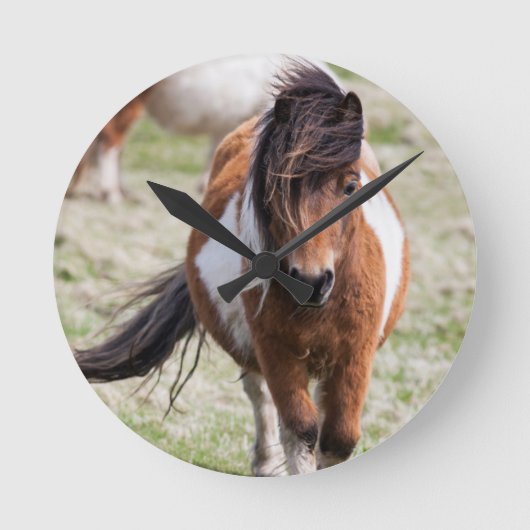 Shetland Pony, Shetland Islands, Schotland Ronde Klok (Voorkant)