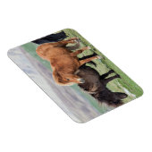 Shetland Pony, Shetland Islands, Scotland 2 Magneet (Rechterzijde)