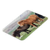 Shetland Pony, Shetland Islands, Scotland 2 Magneet (Linkerzijde)