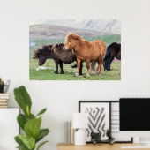 Shetland Pony, Shetland Islands, Scotland 2 Poster (Thuiskantoor)