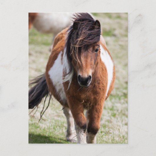 Shetland Pony, Shetlandeilanden Briefkaart (Voorkant)