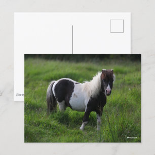 Shetland Pony Stallion in grass Briefkaart