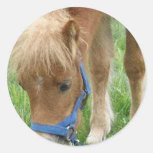 Shetland Pony-Stickers Ronde Sticker