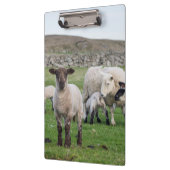 Shetland schaap klembord (Links)