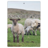 Shetland schaap klembord (Achterkant)