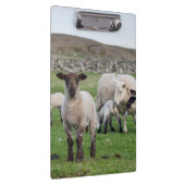 Shetland schaap klembord (Rechts)