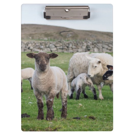 Shetland schaap klembord (Voorkant)