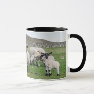 Shetland schaap mok