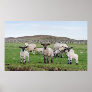 Shetland schaap poster