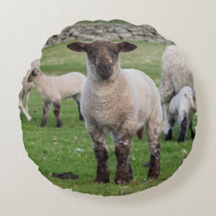 Shetland schaap rond kussen