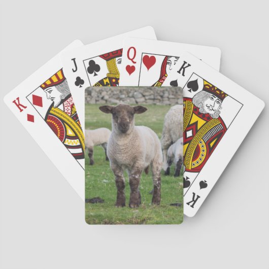 Shetland schaap speelkaarten (Achterkant)