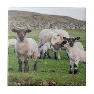 Shetland schaap tegeltje