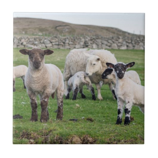 Shetland schaap tegeltje (Voorkant)