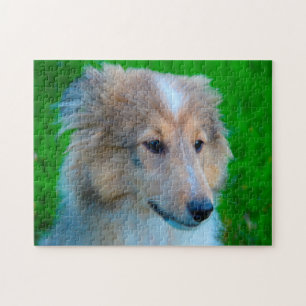 Shetland Schaapshond Puzzel. Legpuzzel