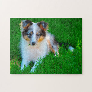 Shetland Schaapshond Puzzel. Legpuzzel