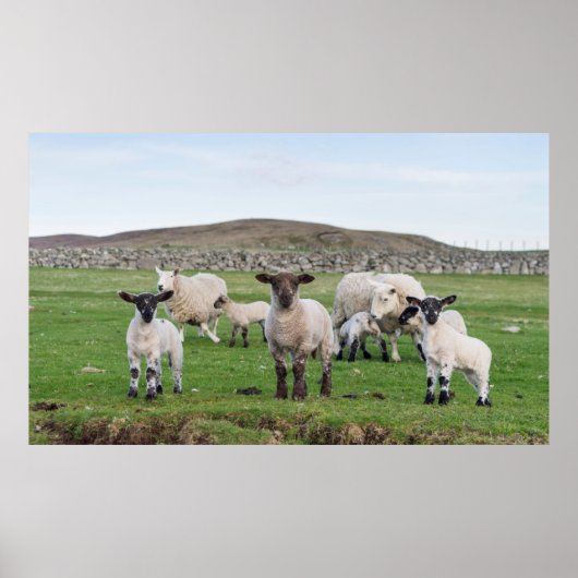 Shetland Sheep 5 Poster (Voorkant)