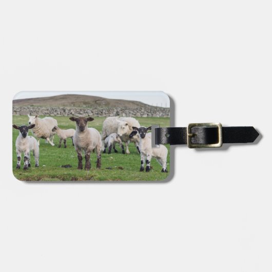 Shetland Sheep Bagagelabel (Voorkant horizontaal)