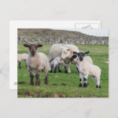 Shetland Sheep Briefkaart (Voorkant / Achterkant)