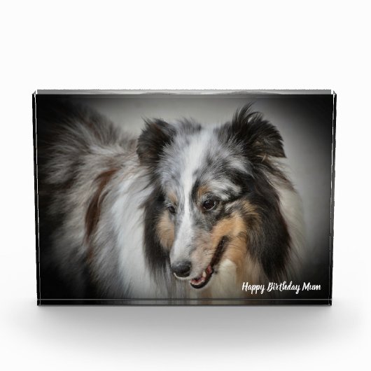 Shetland Sheep Dog Fotoblokken (Voorkant)