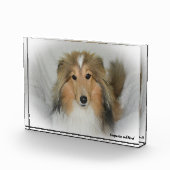 Shetland Sheep Dog. Fotoblokken (Rechts)
