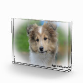 Shetland Sheep Dog Fotoblokken (Rechts)