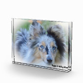 Shetland Sheep Dog Fotoblokken (Rechts)
