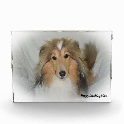 Shetland Sheep Dog Fotoblokken (Voorkant)