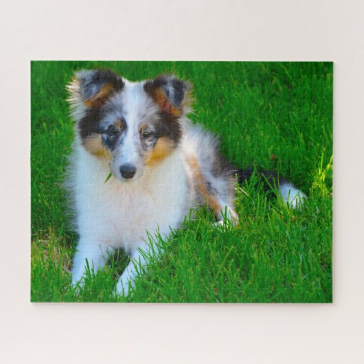 Shetland Sheep Dog Jigzaag. Legpuzzel (Horizontaal)