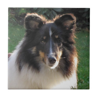 Shetland Sheep Dog Tegeltje