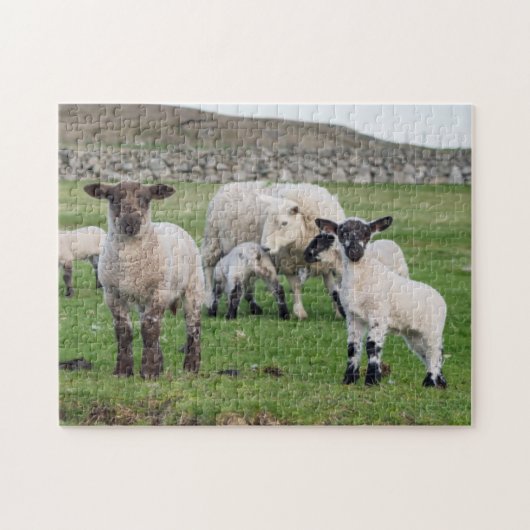 Shetland Sheep Legpuzzel (Horizontaal)