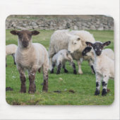 Shetland Sheep Muismat (Voorkant)