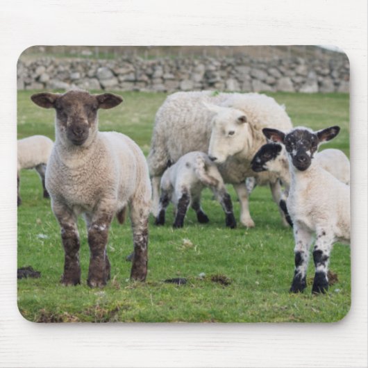 Shetland Sheep Muismat (Voorkant)