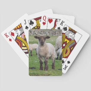 Shetland Sheep Pokerkaarten