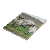Shetland Sheep Tegeltje (Zijkant)