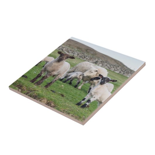 Shetland Sheep Tegeltje (Zijkant)