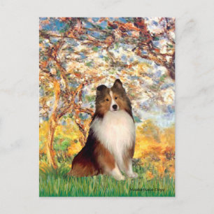 Shetland Sheepdog 1 - Lente Briefkaart